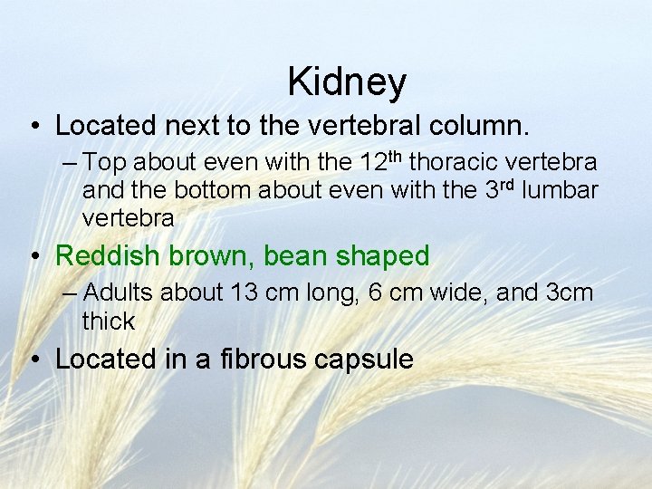 Kidney • Located next to the vertebral column. – Top about even with the