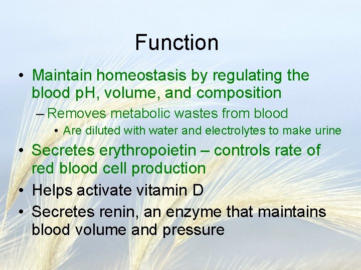 Function • Maintain homeostasis by regulating the blood p. H, volume, and composition –