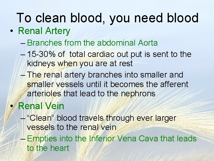 To clean blood, you need blood • Renal Artery – Branches from the abdominal