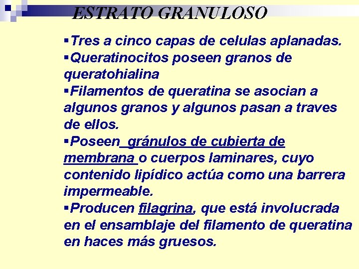 ESTRATO GRANULOSO §Tres a cinco capas de celulas aplanadas. §Queratinocitos poseen granos de queratohialina