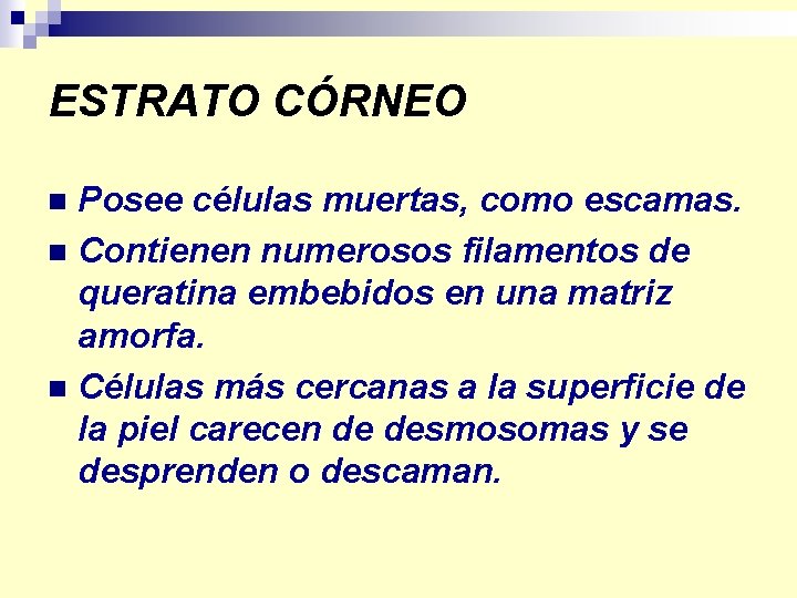 ESTRATO CÓRNEO Posee células muertas, como escamas. n Contienen numerosos filamentos de queratina embebidos