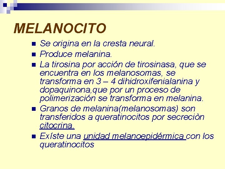 MELANOCITO n n n Se origina en la cresta neural. Produce melanina. La tirosina
