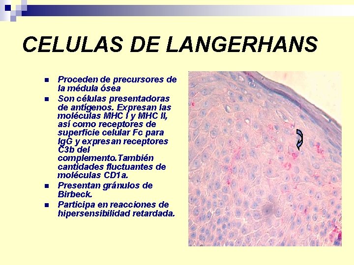CELULAS DE LANGERHANS n n Proceden de precursores de la médula ósea Son células