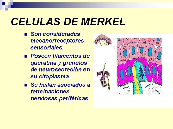 CELULAS DE MERKEL n n n Son consideradas mecanorreceptores sensoriales. Poseen filamentos de queratina