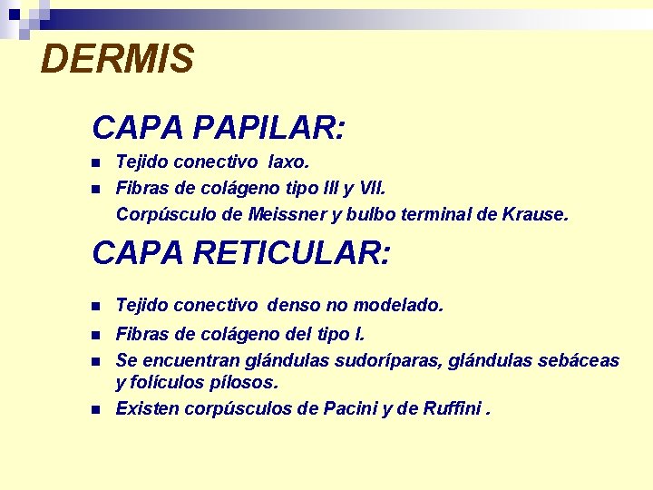 DERMIS CAPA PAPILAR: n n Tejido conectivo laxo. Fibras de colágeno tipo III y