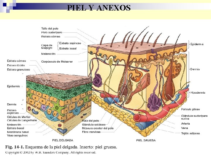 PIEL Y ANEXOS 