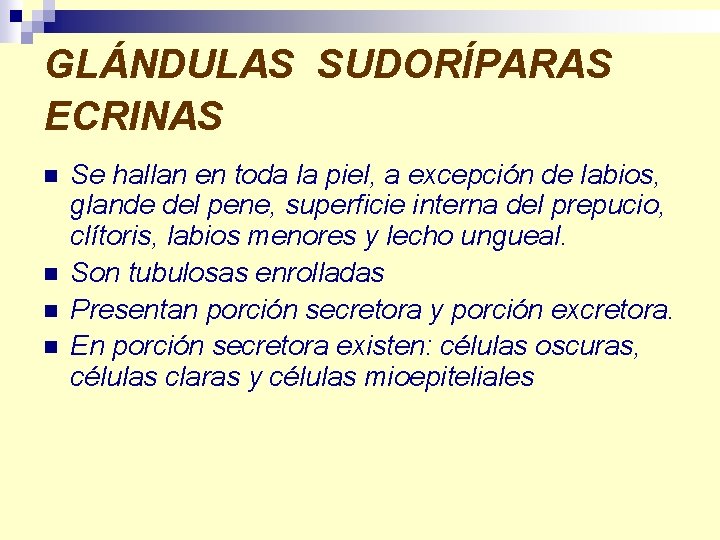 GLÁNDULAS SUDORÍPARAS ECRINAS n n Se hallan en toda la piel, a excepción de