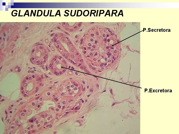 GLANDULA SUDORIPARA P. Secretora P. Excretora 