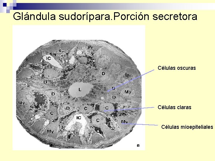 Glándula sudorípara. Porción secretora Células oscuras Células claras Células mioepiteliales 