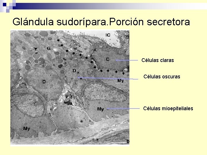 Glándula sudorípara. Porción secretora Células claras Células oscuras Células mioepiteliales 