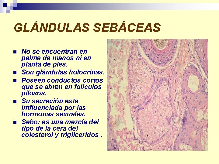 GLÁNDULAS SEBÁCEAS n n n No se encuentran en palma de manos ni en