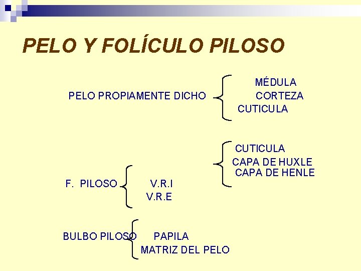 PELO Y FOLÍCULO PILOSO PELO PROPIAMENTE DICHO F. PILOSO BULBO PILOSO V. R. I