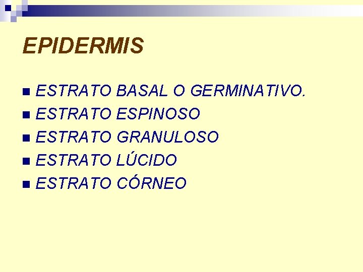 EPIDERMIS ESTRATO BASAL O GERMINATIVO. n ESTRATO ESPINOSO n ESTRATO GRANULOSO n ESTRATO LÚCIDO