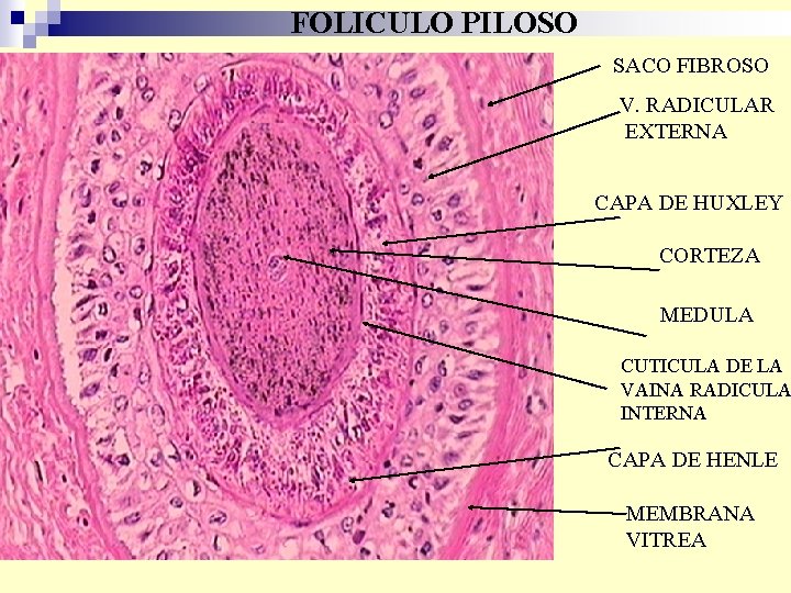 FOLICULO PILOSO SACO FIBROSO V. RADICULAR EXTERNA CAPA DE HUXLEY CORTEZA MEDULA CUTICULA DE