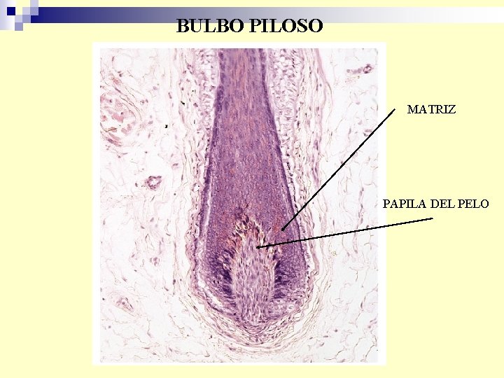 BULBO PILOSO MATRIZ PAPILA DEL PELO 
