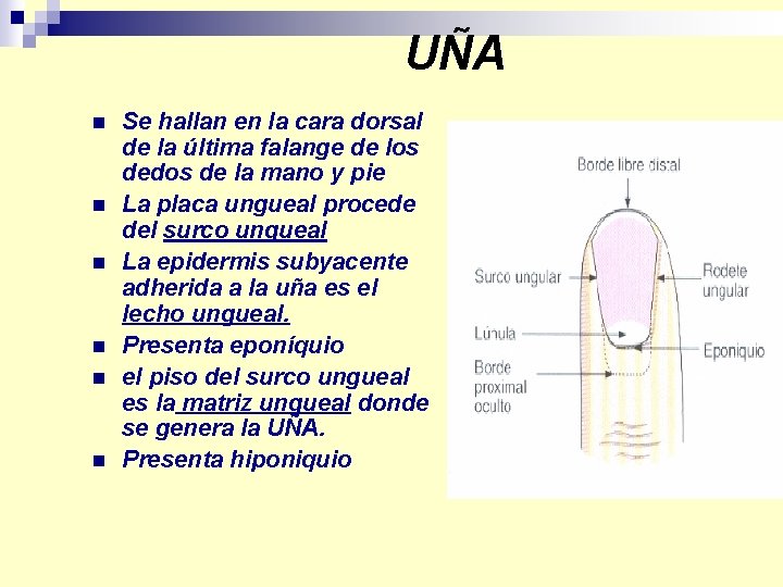 UÑA n n n Se hallan en la cara dorsal de la última falange