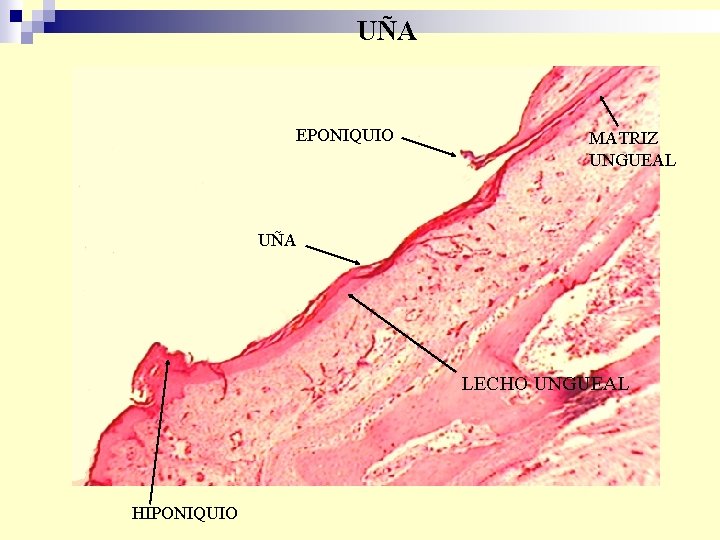 UÑA EPONIQUIO MATRIZ UNGUEAL UÑA LECHO UNGUEAL HIPONIQUIO 