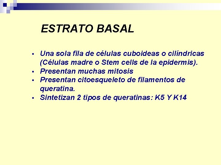 ESTRATO BASAL § § Una sola fila de células cuboideas o cilíndricas (Células madre