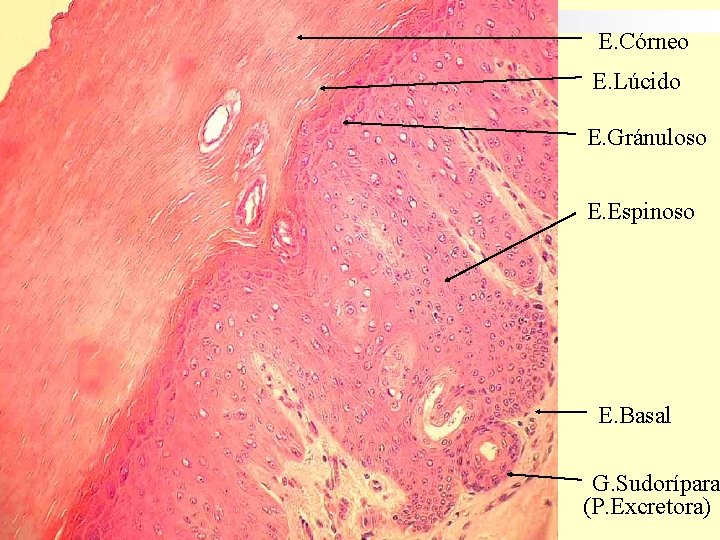 E. Córneo E. Lúcido E. Gránuloso E. Espinoso E. Basal G. Sudorípara (P. Excretora)