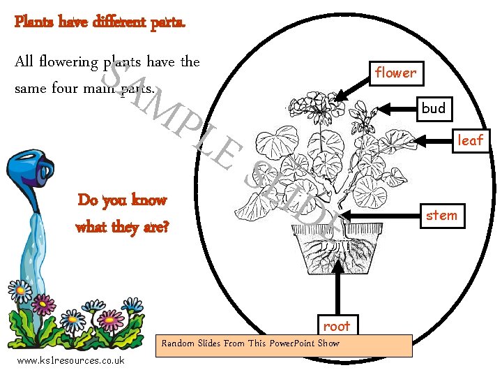 Plants have different parts. SAM PLE All flowering plants have the same four main