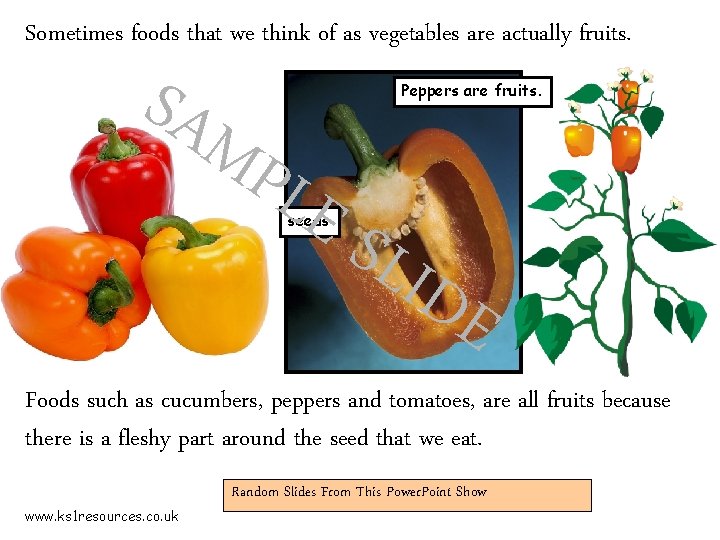 Sometimes foods that we think of as vegetables are actually fruits. SAM PLE seeds