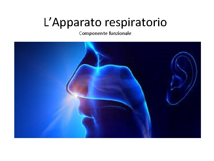 L’Apparato respiratorio Componente funzionale 