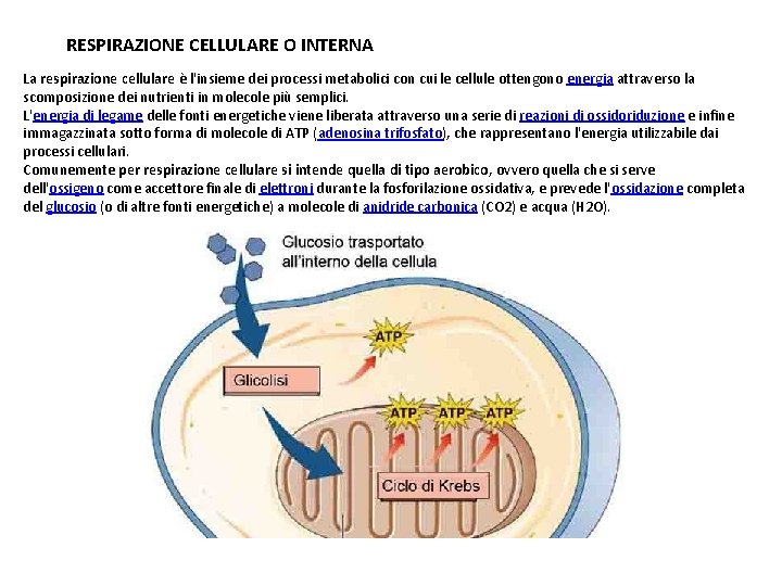 RESPIRAZIONE CELLULARE O INTERNA La respirazione cellulare è l'insieme dei processi metabolici con cui