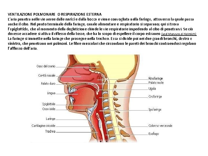 VENTILAZIONE POLMONARE O RESPIRAZIONE ESTERNA L’aria penetra nelle vie aeree dalle narici e dalla