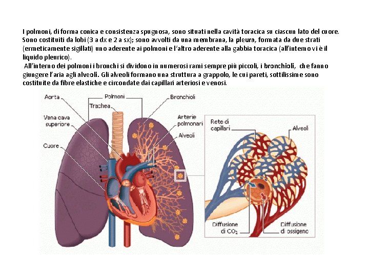 I polmoni, di forma conica e consistenza spugnosa, sono situati nella cavità toracica su