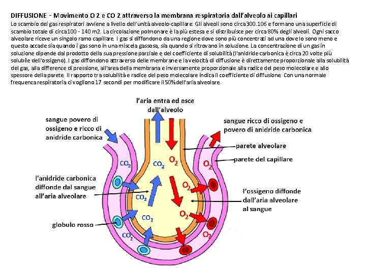 DIFFUSIONE - Movimento O 2 e CO 2 attraverso la membrana respiratoria dall’alveolo ai