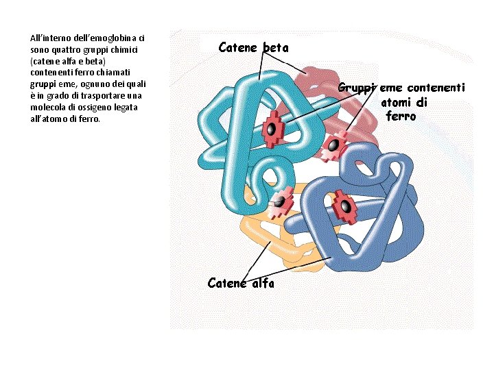 All’interno dell’emoglobina ci sono quattro gruppi chimici (catene alfa e beta) contenenti ferro chiamati