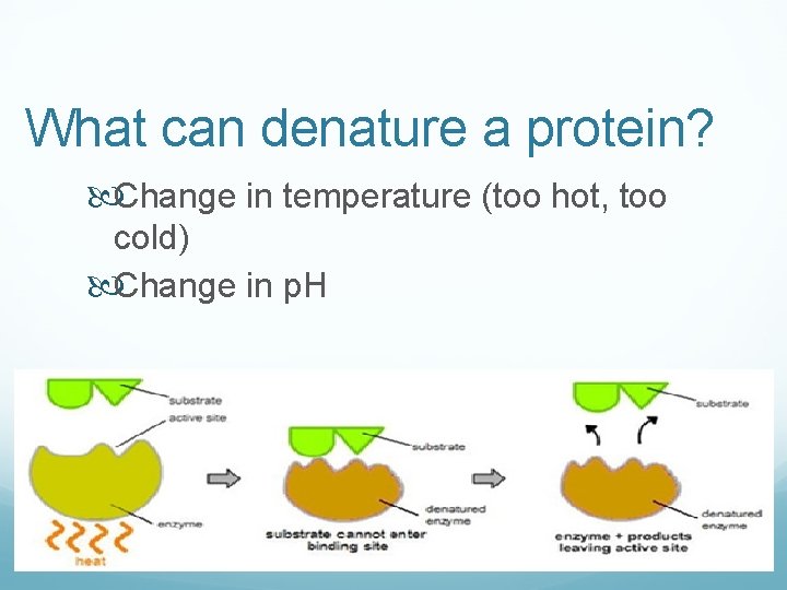 What can denature a protein? Change in temperature (too hot, too cold) Change in What can denature a protein? Change in temperature (too hot, too cold) Change in