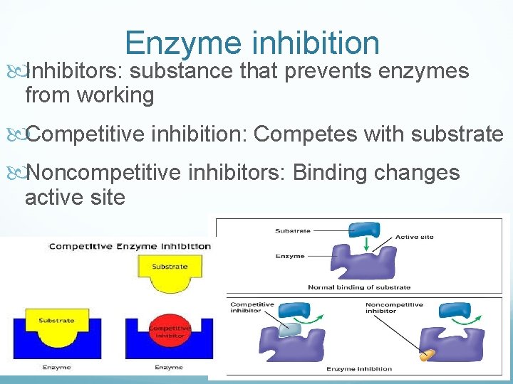 Enzyme inhibition Inhibitors: substance that prevents enzymes from working Competitive inhibition: Competes with substrate Enzyme inhibition Inhibitors: substance that prevents enzymes from working Competitive inhibition: Competes with substrate