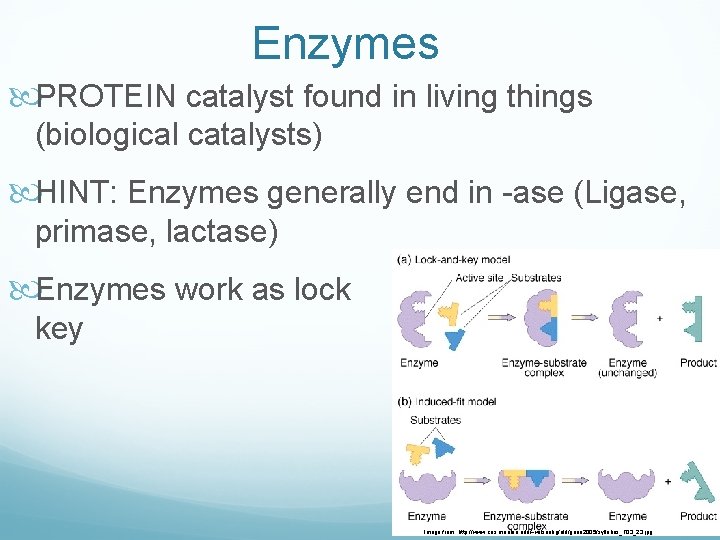 Enzymes PROTEIN catalyst found in living things (biological catalysts) HINT: Enzymes generally end in Enzymes PROTEIN catalyst found in living things (biological catalysts) HINT: Enzymes generally end in