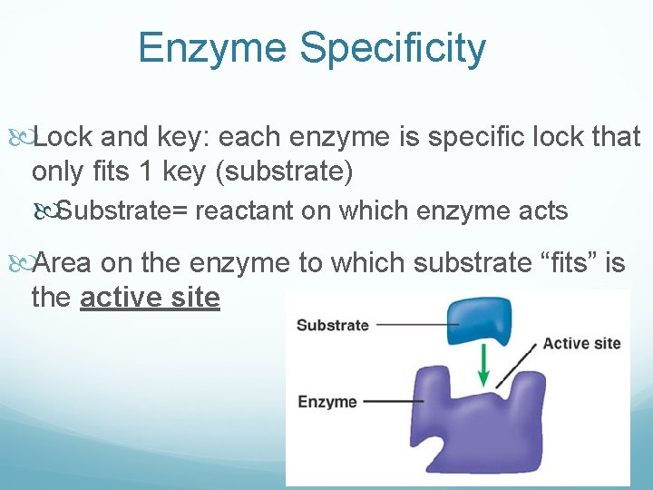 Enzyme Specificity Lock and key: each enzyme is specific lock that only fits 1 Enzyme Specificity Lock and key: each enzyme is specific lock that only fits 1