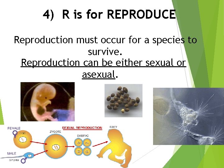4) R is for REPRODUCE Reproduction must occur for a species to survive. Reproduction