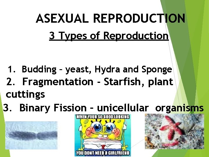 ASEXUAL REPRODUCTION 3 Types of Reproduction 1. Budding – yeast, Hydra and Sponge 2.