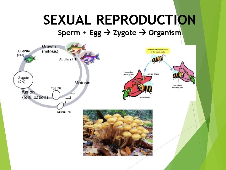 SEXUAL REPRODUCTION Sperm + Egg Zygote Organism 