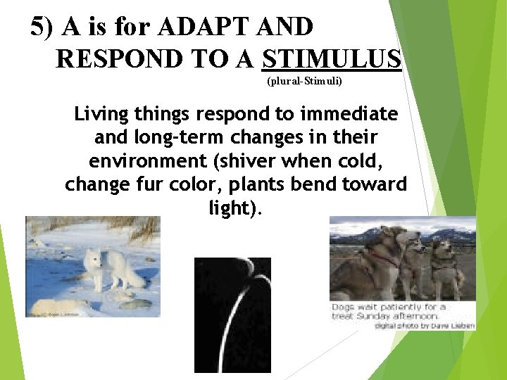 5) A is for ADAPT AND RESPOND TO A STIMULUS (plural-Stimuli) Living things respond
