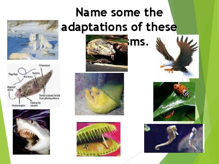 Name some the adaptations of these organisms. 