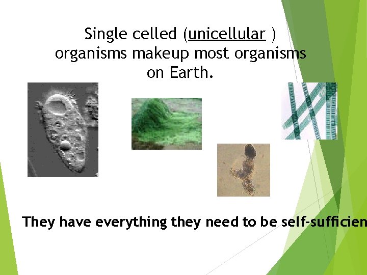 Single celled (unicellular ) organisms makeup most organisms on Earth. They have everything they