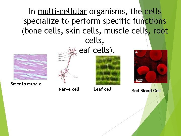 In multi-cellular organisms, the cells specialize to perform specific functions (bone cells, skin cells,