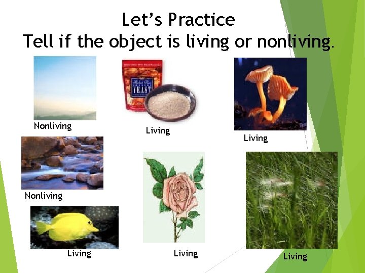 Let’s Practice Tell if the object is living or nonliving. Nonliving Living Living 