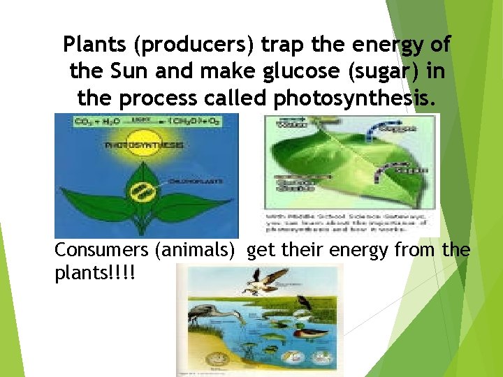 Plants (producers) trap the energy of the Sun and make glucose (sugar) in the