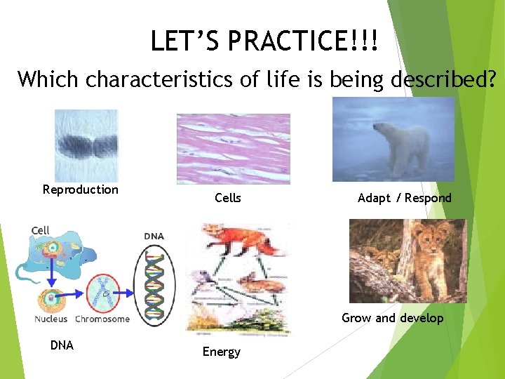 LET’S PRACTICE!!! Which characteristics of life is being described? Reproduction Cells Adapt / Respond