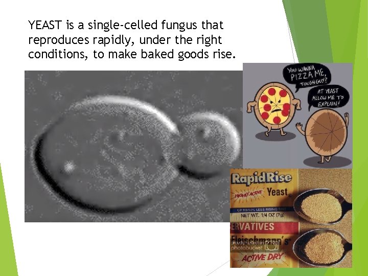 YEAST is a single-celled fungus that reproduces rapidly, under the right conditions, to make