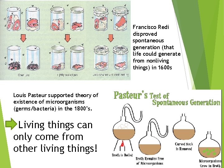 Francisco Redi disproved spontaneous generation (that life could generate from nonliving things) in 1600