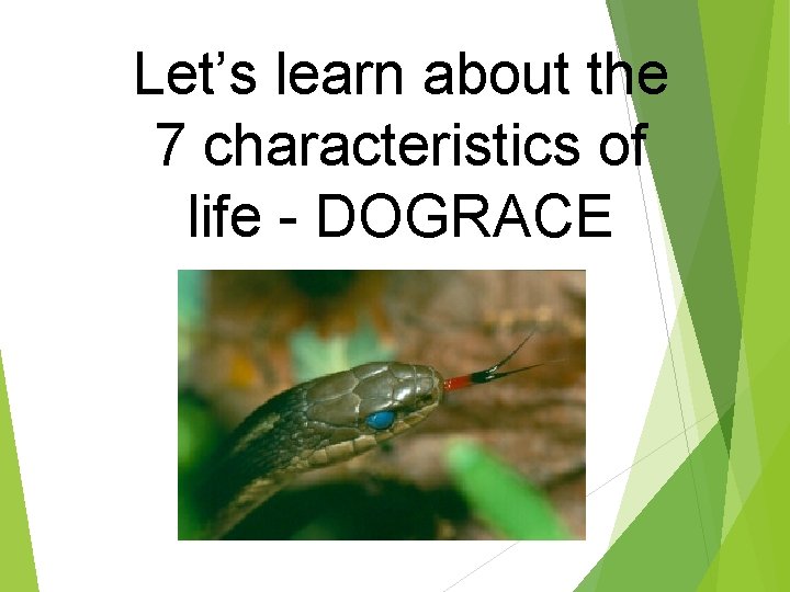 Let’s learn about the 7 characteristics of life - DOGRACE 