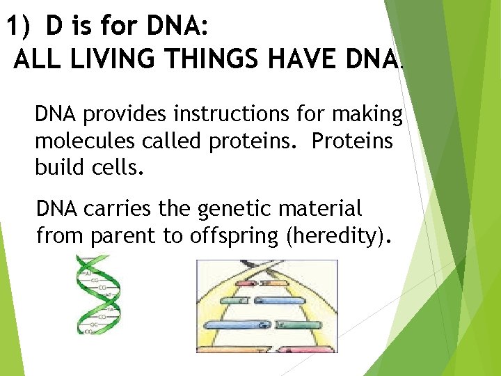 1) D is for DNA: ALL LIVING THINGS HAVE DNA provides instructions for making