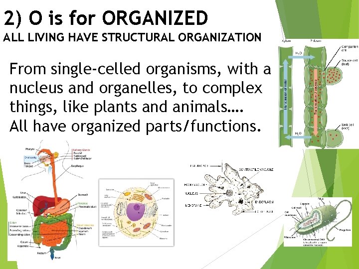 2) O is for ORGANIZED ALL LIVING HAVE STRUCTURAL ORGANIZATION From single-celled organisms, with